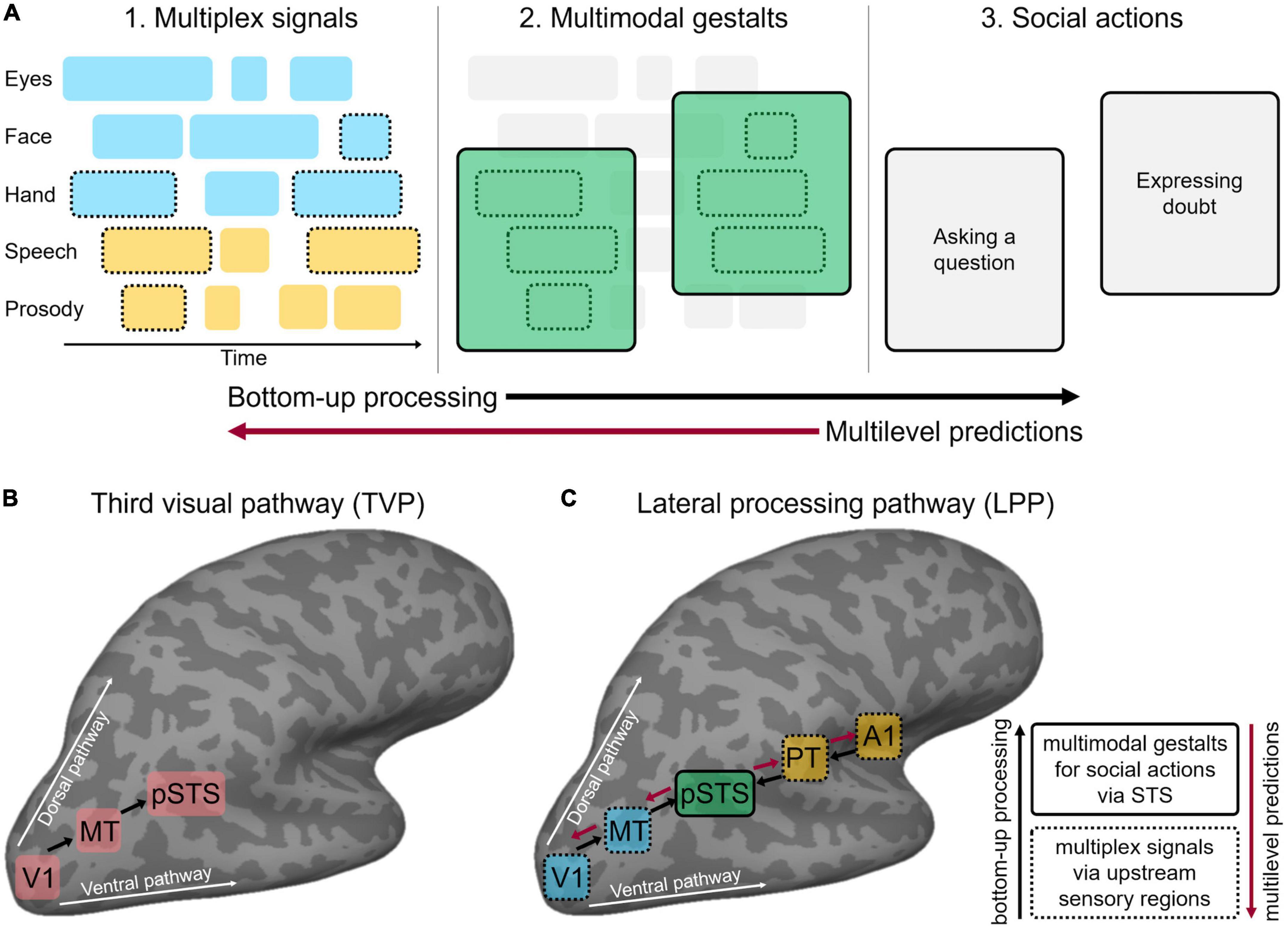 Multimodal processing in face-to-face interactions: A bridging link between psycholinguistics and sensory neuroscience